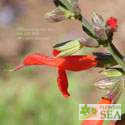 Salvia gesneriiflora 'Mole Poblano'