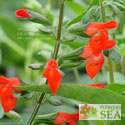Salvia blepharophylla 'Cervina'