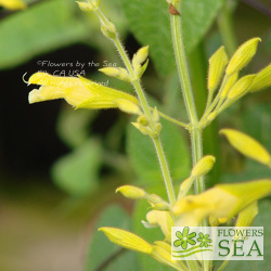 Salvia gesneriiflora x madrensis