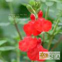 Salvia microphylla 'Honey Rose'