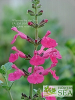 Salvia x 'Penny's Smile'