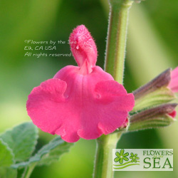 Salvia x 'Penny's Smile'