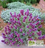 Salvia pachyphylla 'Blue Flame'