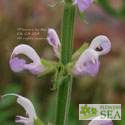 Salvia pratensis 'Lapis Lazuli'