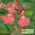 Salvia x jamensis 'Tangerine Ballet'