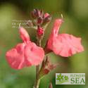 Salvia x jamensis 'Caviar'