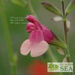 Salvia x jamensis 'Shell Dancer'