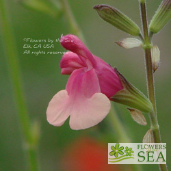 Salvia x jamensis 'Shell Dancer'