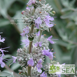 Salvia x 'Gayle Nielson'