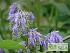 Salvia nutans