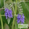 Salvia nutans