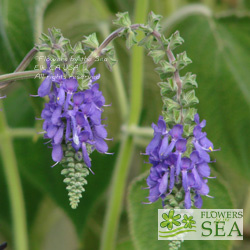 Salvia nutans