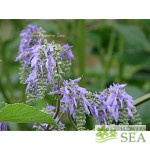 Salvia recognita