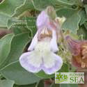 Salvia dolomitica