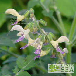 Salvia bowleyana