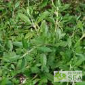 Salvia mellifera 'Jade Carpet'