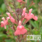 Salvia greggii 'Salmon'