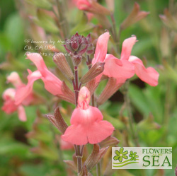 Salvia greggii 'Salmon'