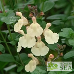 Salvia x 'Elk Buttercup'