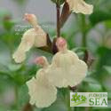 Salvia x 'Elk Buttercup'