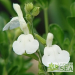 Salvia VIBE® 'Ignition White'