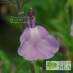 Salvia x 'Elk Lush Lavender'
