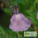 Salvia x 'Elk Lush Lavender'