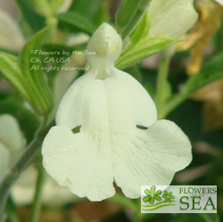 Salvia x 'Elk Butter Light'