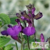 Salvia VIBE® 'Ignition Purple'