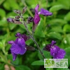 Salvia VIBE® 'Ignition Purple'