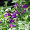 Salvia VIBE® 'Ignition Purple'
