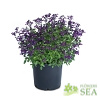 Salvia VIBE® 'Ignition Purple'