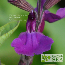 Salvia VIBE® 'Ignition Purple'