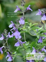 Salvia x 'Elk Blue Moon II'