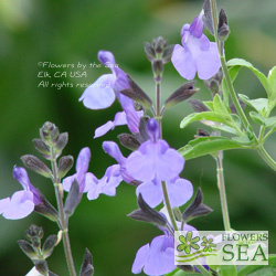 Salvia x 'Elk Blue Moon II'