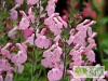 Salvia x 'Elk Cotton Candy'