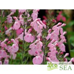 Salvia x 'Elk Pink Cloud II'