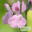Salvia x jamensis 'Pink Pearl'