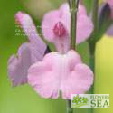 Salvia VIBE® 'Ignition Fuchsia'