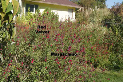 Some of the Salvias in the Holland's Garden