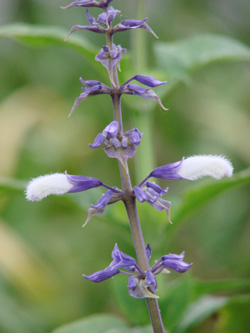 Salvia divinorum