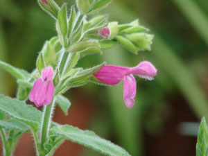 Salvia dorisiana - Fruit Scented Sage