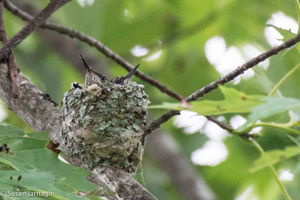 Hummingbird nest